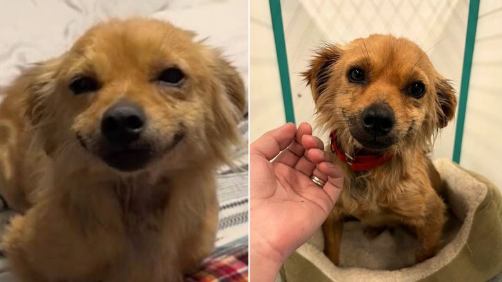 This Pawdorable Dog Can’t Stop Smiling After Being Rescued