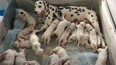 Dalmatian Mom Gives Birth To 6 Times More Puppies Than It Was Predicted