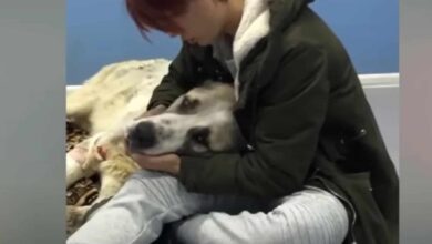 woman embracing a dog lying on the floor