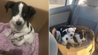 Woman Saves A Puppy Dumped In A Box And Discovers A Shocking Surprise