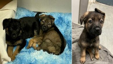 German Shepherd Puppies Dumped In A Box And Hidden In A Local Park