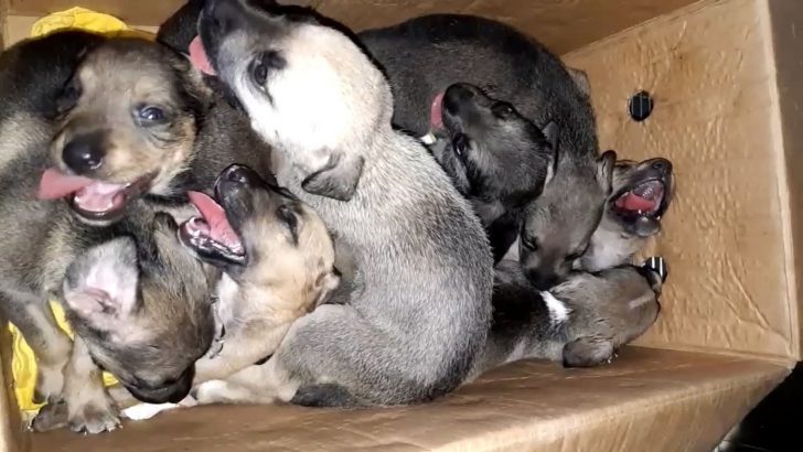 8-puppies-found-abandoned-in-a-trash-can-offered-a-second-chance-728x410-1 8 Puppies Found Abandoned In A Trash Can Offered A Second Chance