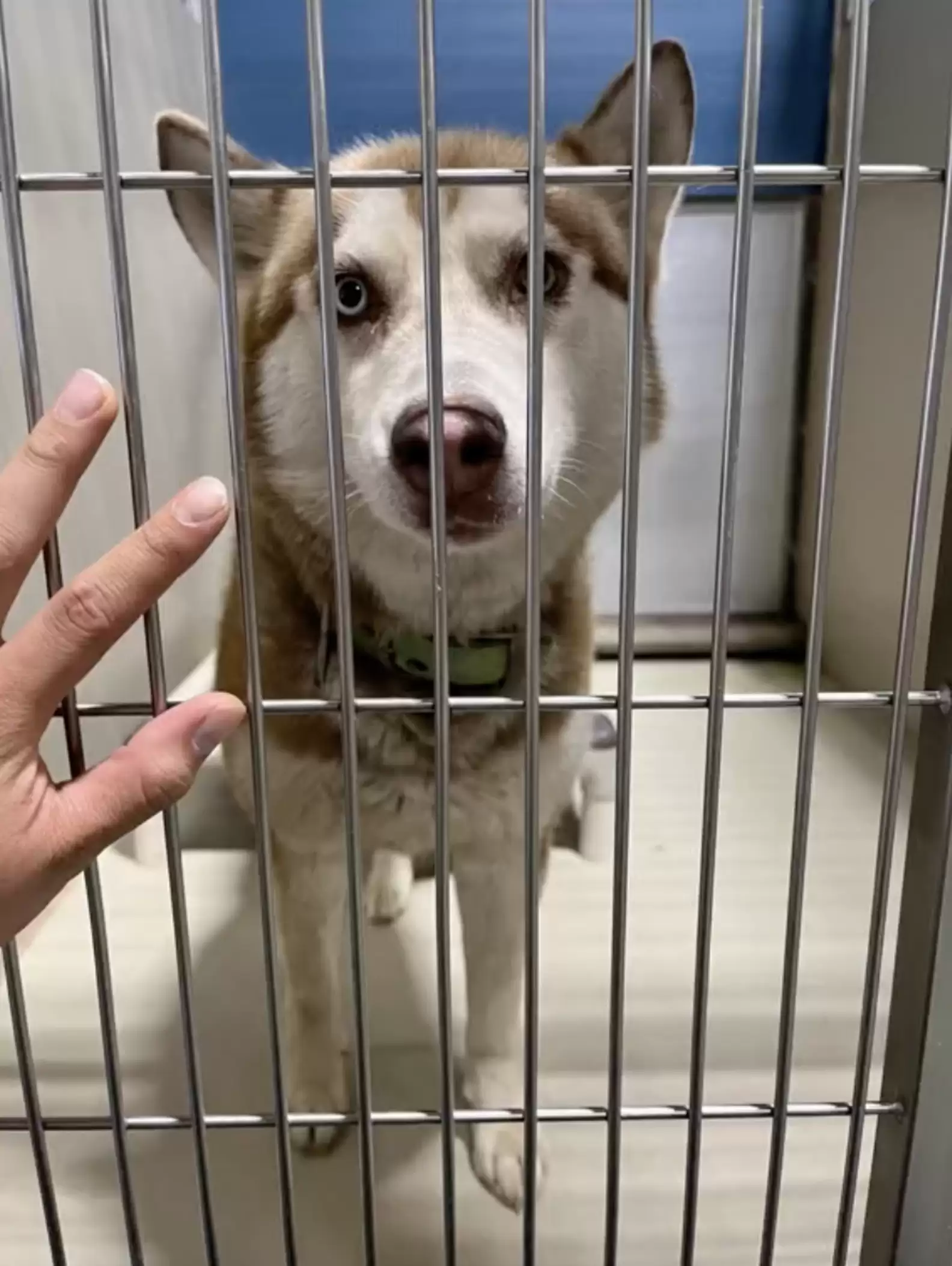 a-dog-in-a-cage-looks-at-its-owner a dog in a cage looks at its owner