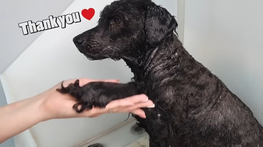 a-freshly-bathed-dog-gives-its-owner-a-paw a freshly bathed dog gives its owner a paw
