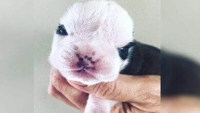 A Newborn Puppy Had A Really Rough Start To Life Until He Met His Best Friend