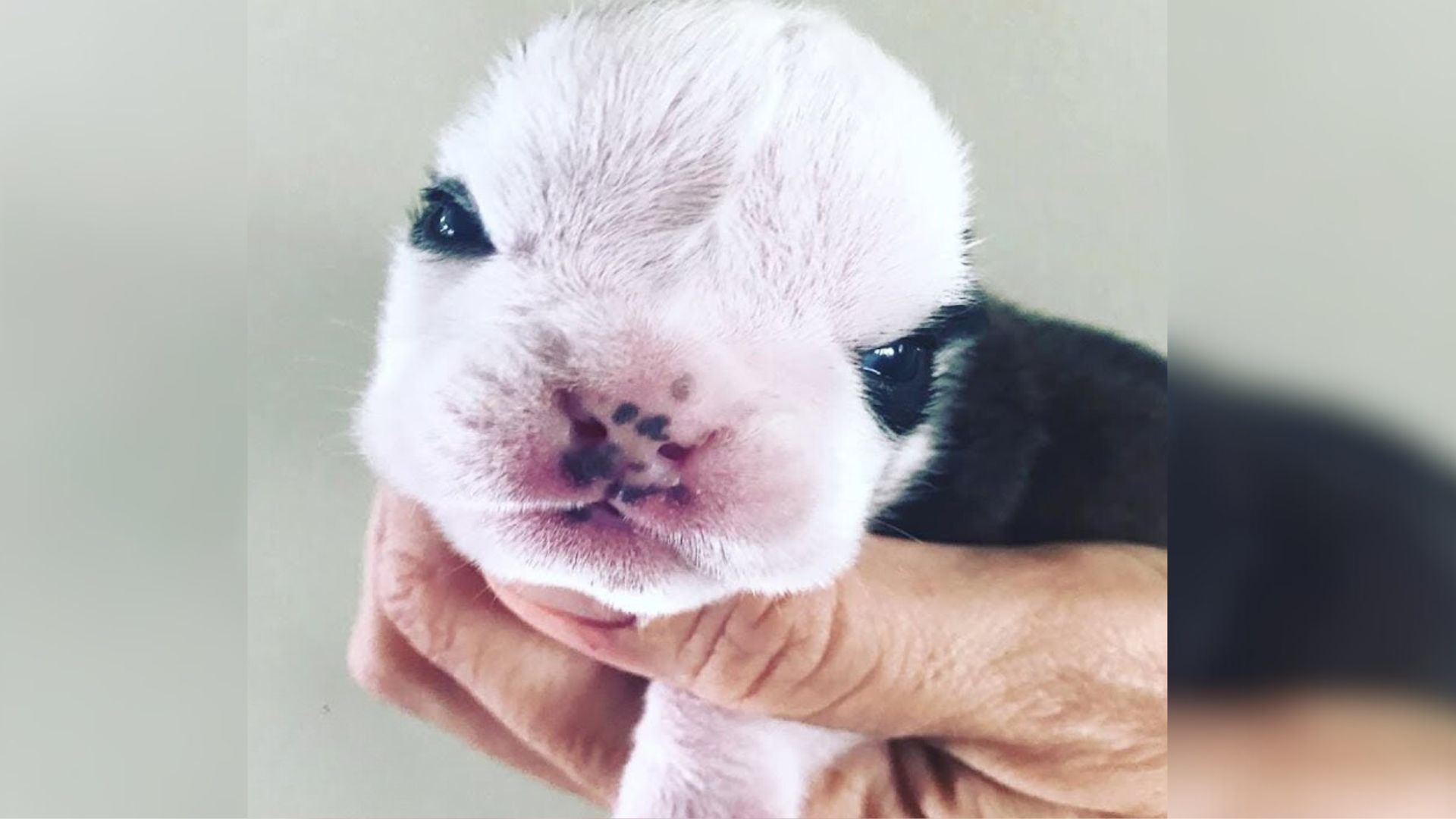 a-newborn-puppy-had-a-really-rough-start-to-life-until-he-met-his-best-friend A Newborn Puppy Had A Really Rough Start To Life Until He Met His Best Friend