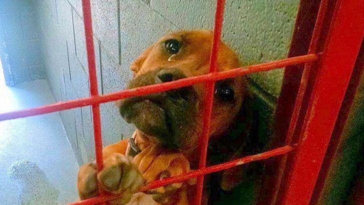 a-photo-of-a-crying-shelter-dog-posted-as-last-hope-for-adoption-728x410-1 This Amazing Photo Of A Crying Dog Helped So Many Of His Friends Find Their New Family