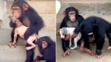 A Puppy Saved From The Streets Finds Comfort In His New Chimpanzee Pals