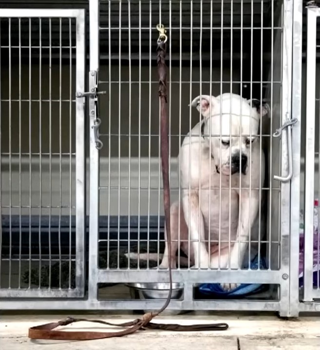 a-sad-dog-in-a-cage-abandoned-by-his-family a sad dog in a cage abandoned by his family