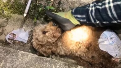 Injured Pupy Abandoned In The Ditch Gets A Loving Home