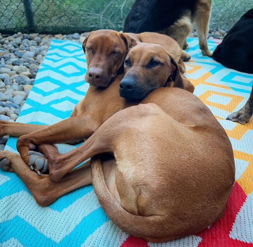 a-sleepy-dog-leans-against-another-dog-and-sleeps a sleepy dog leans against another dog and sleeps