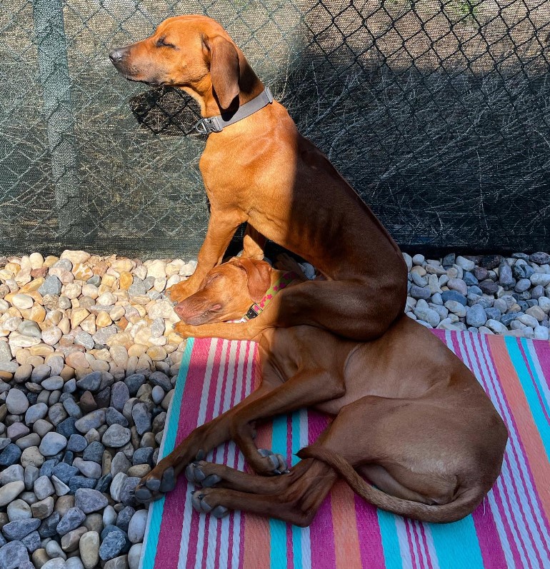 a-sleepy-dog-sits-on-another-dog a sleepy dog sits on another dog