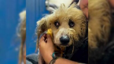 A Very Matted Rescue Dog Gets A Transformation Of A Lifetime After A 5-Hour Haircut