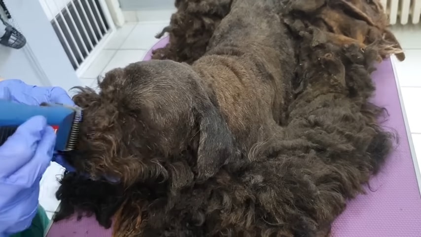 a-veterinarian-cuts-a-shaggy-dogs-hair a veterinarian cuts a shaggy dog's hair