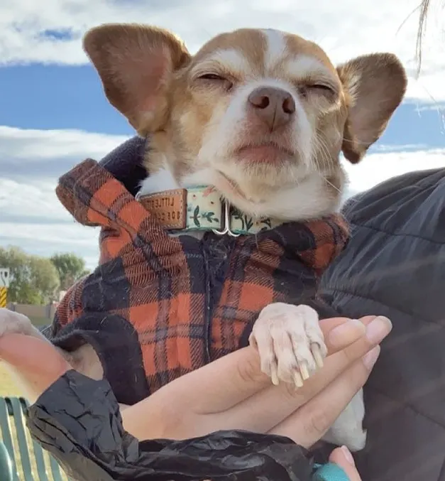 a-woman-is-holding-a-chihuahua-in-her-arms-which-has-closed-its-eyes a woman is holding a chihuahua in her arms, which has closed its eyes