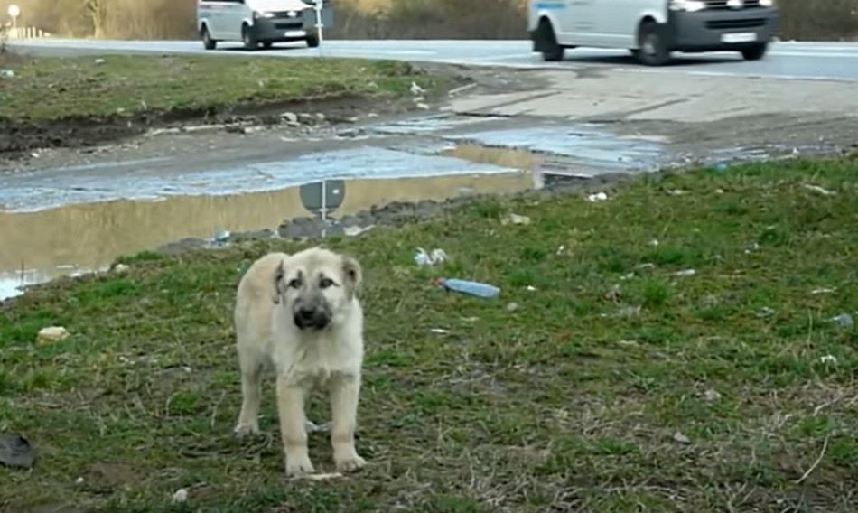 abandoned-dog abandoned dog