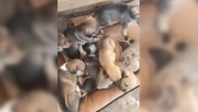 abandoned puppies lie on a blanket in front of the door