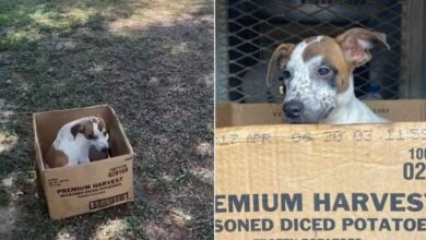 Traumatized Dog Refuses To Leave Her Cardboard Box After Being Saved