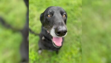 After Spending 10 Years In Shelter, Timid Pup Finally Opens Up To Her Human