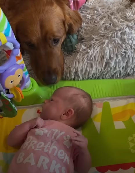baby-and-dog baby and dog