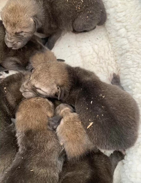 baby-coyotes-sleeping baby coyotes sleeping