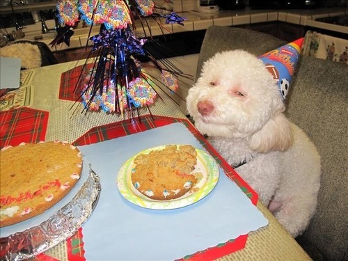 birthday-cake-for-a-dog