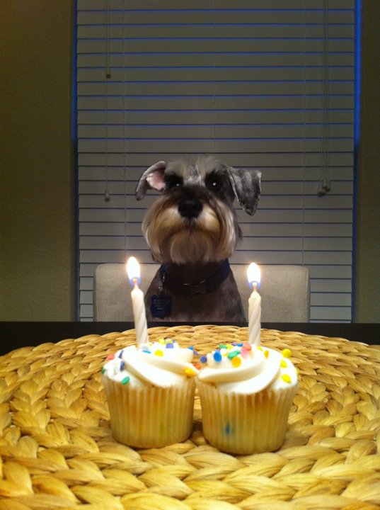 birthday_animals_16
