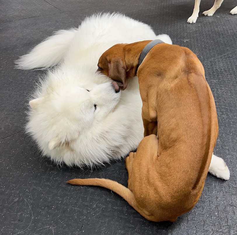 brown-dog-leaning-on-white-dog-while-sleeping brown dog leaning on white dog while sleeping