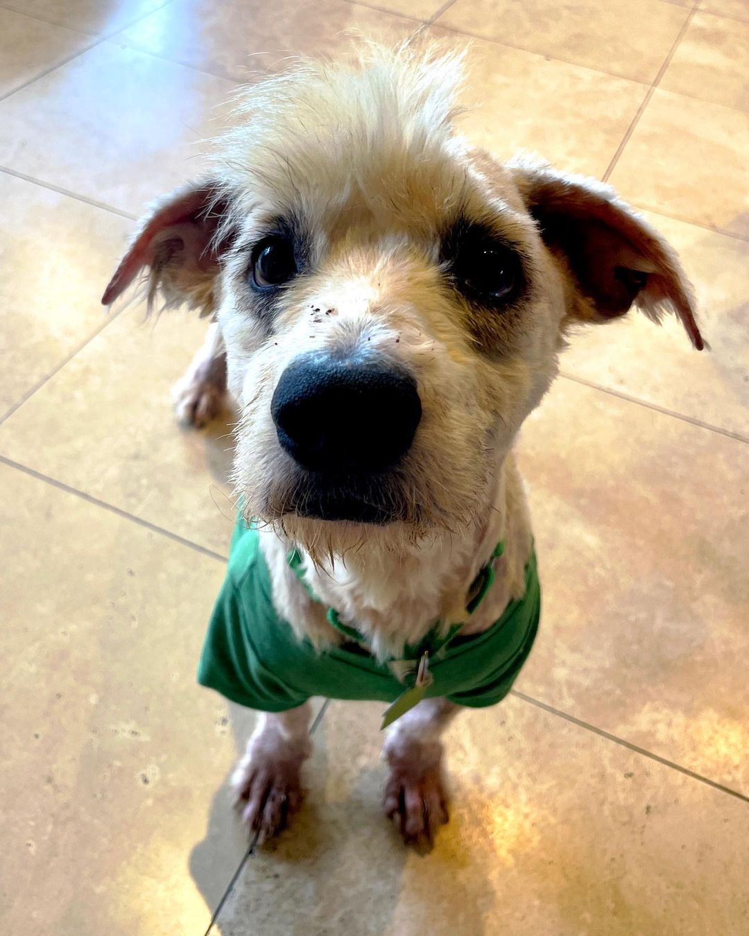 close-up-photo-of-a-dog-wearing-green-shirt close-up photo of a dog wearing green shirt