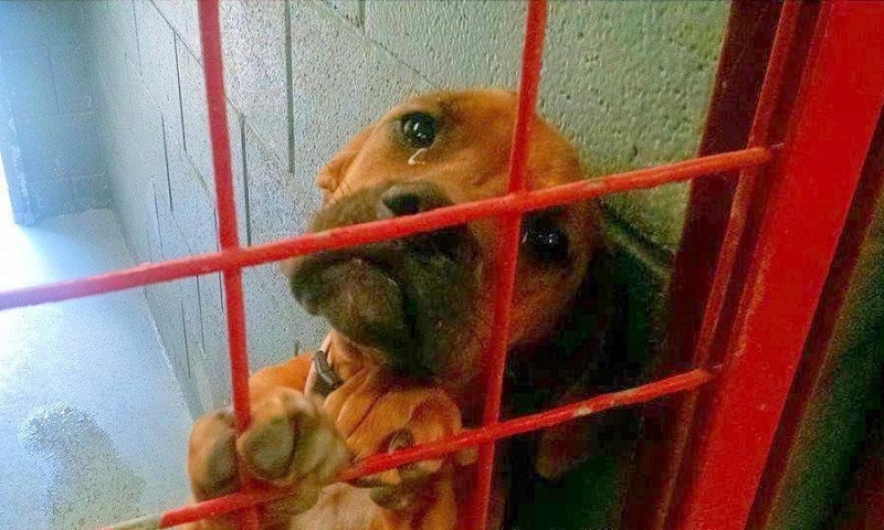 crying-dog-in-the-shelter crying dog in the shelter