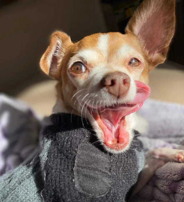 cute-chihuahua-licks-herself cute chihuahua licks herself
