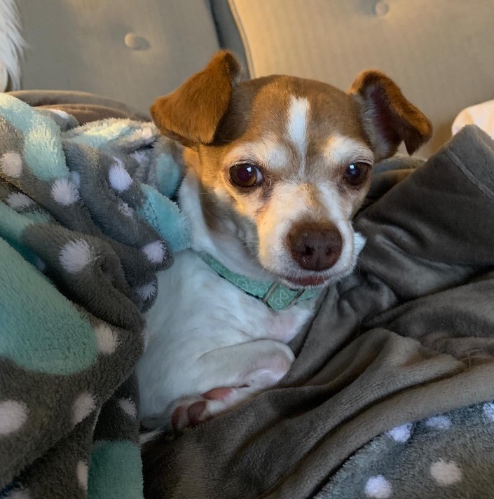 cute-chihuahua-wrapped-in-a-blanket cute chihuahua wrapped in a blanket