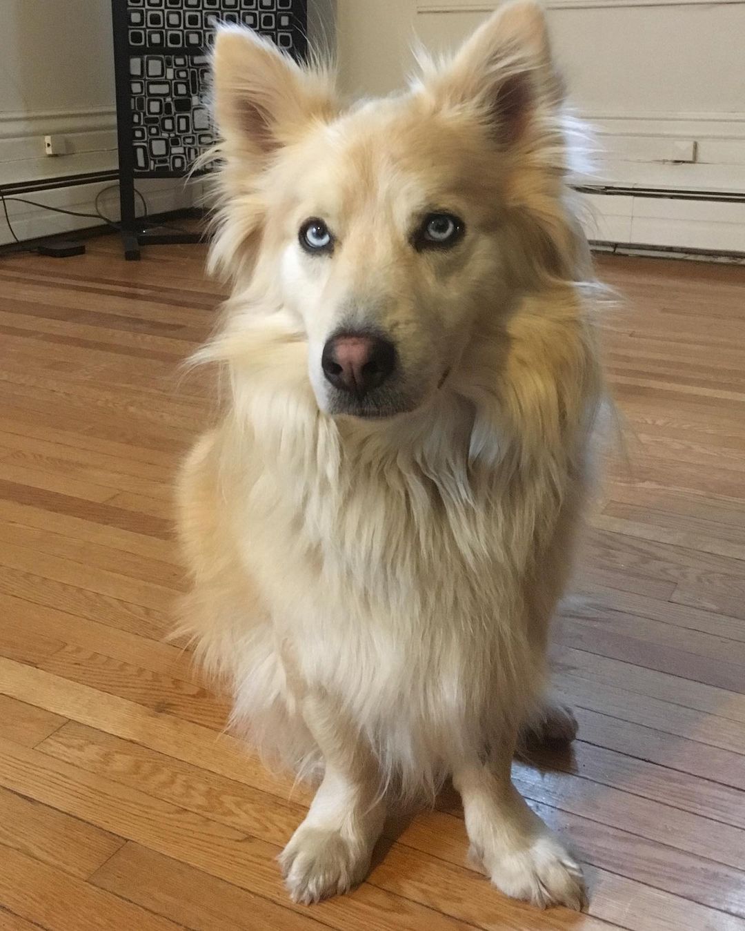 cute-dog-sitting-on-a-house-floor cute dog sitting on a house floor