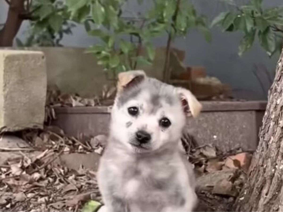 cute-gray-puppy cute gray puppy
