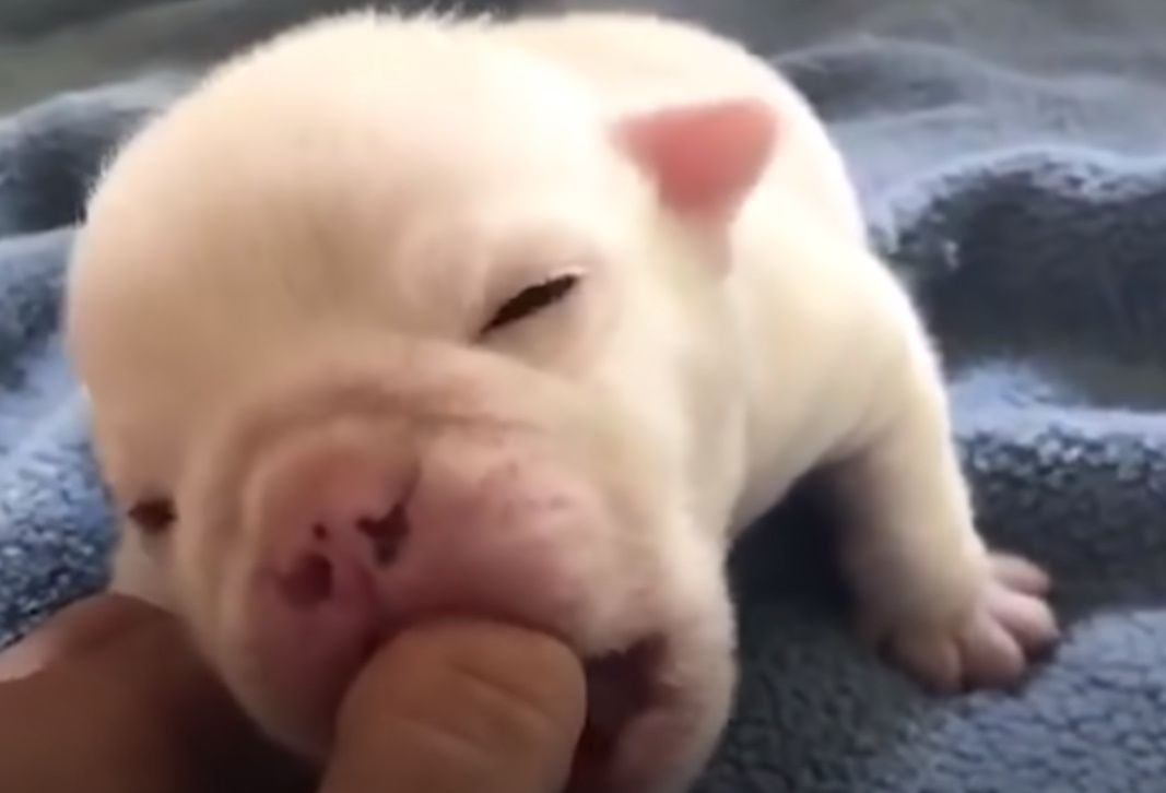 cute-newborn-white-puppy cute newborn white puppy