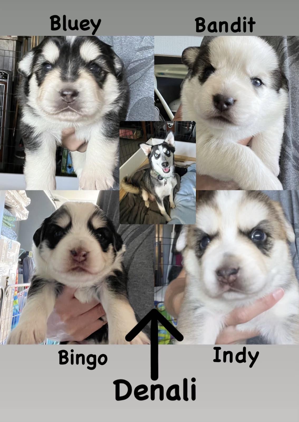 cute-puppies Photo of five cute puppies