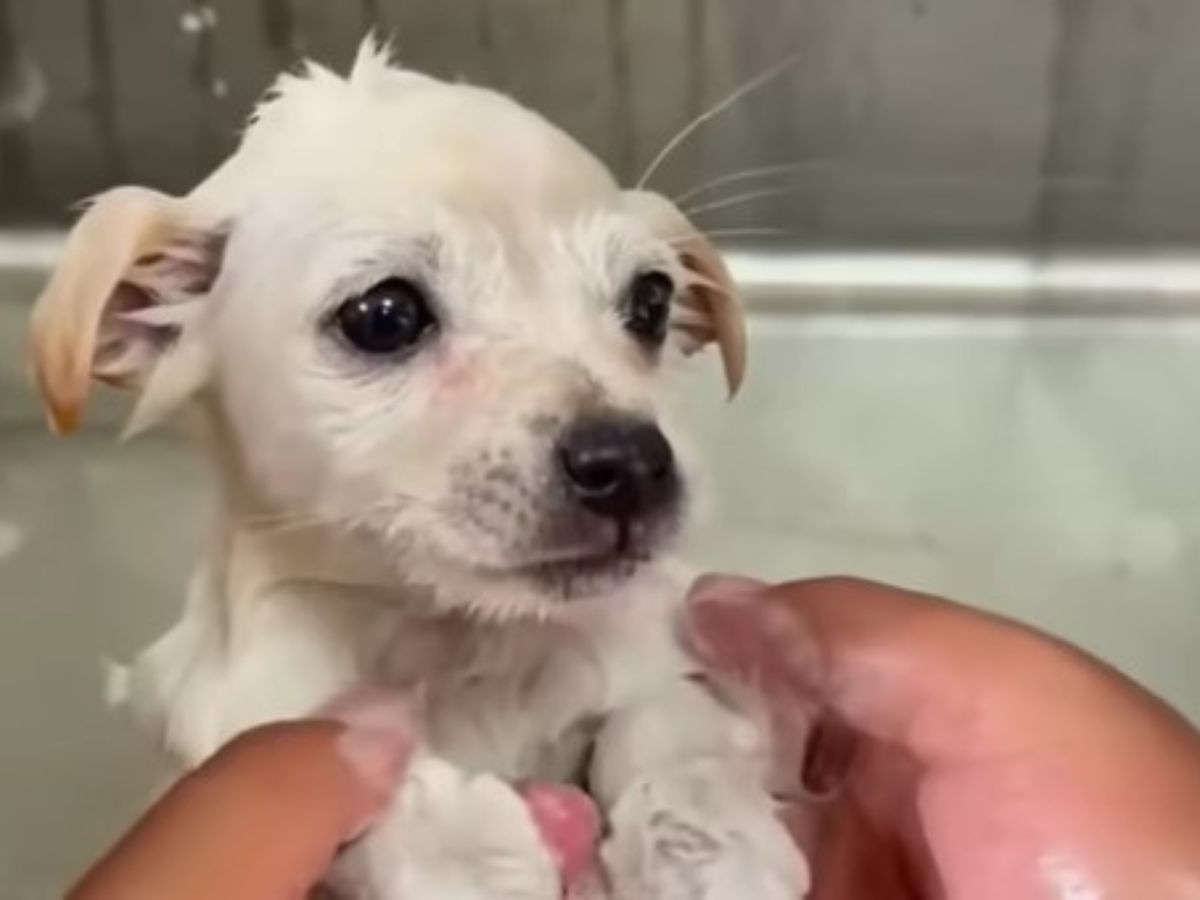 cute-puppy-bathing cute puppy bathing