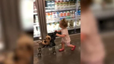dog and child in supermarket