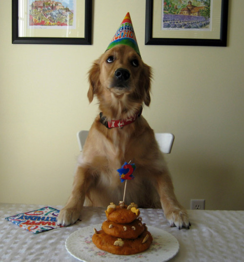 dog-cakes