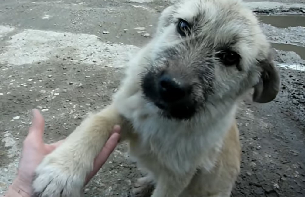 dog-giving-his-paw dog giving his paw