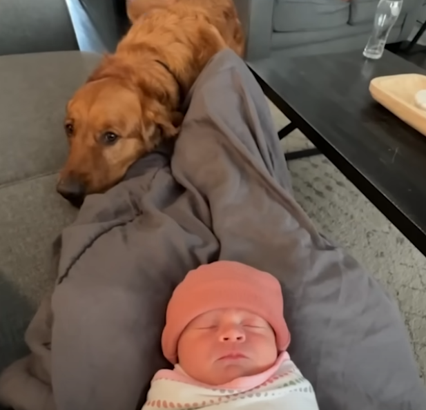 dog-guarding-the-baby dog guarding the baby