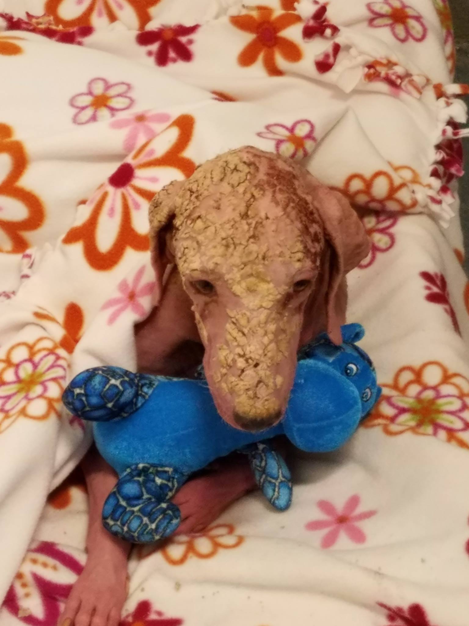 dog-holding-his-toy dog holding his toy