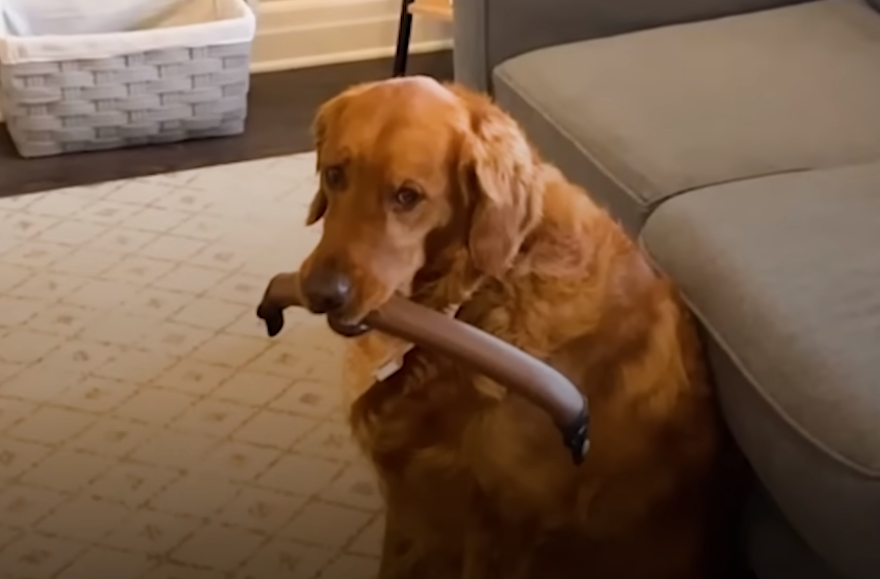 dog-holding-stick-in-the-mouth dog holding stick in the mouth