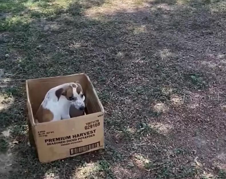 dog-in-a-box dog in a box