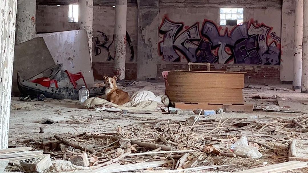 dog-in-an-abandoned-building dog in an abandoned building