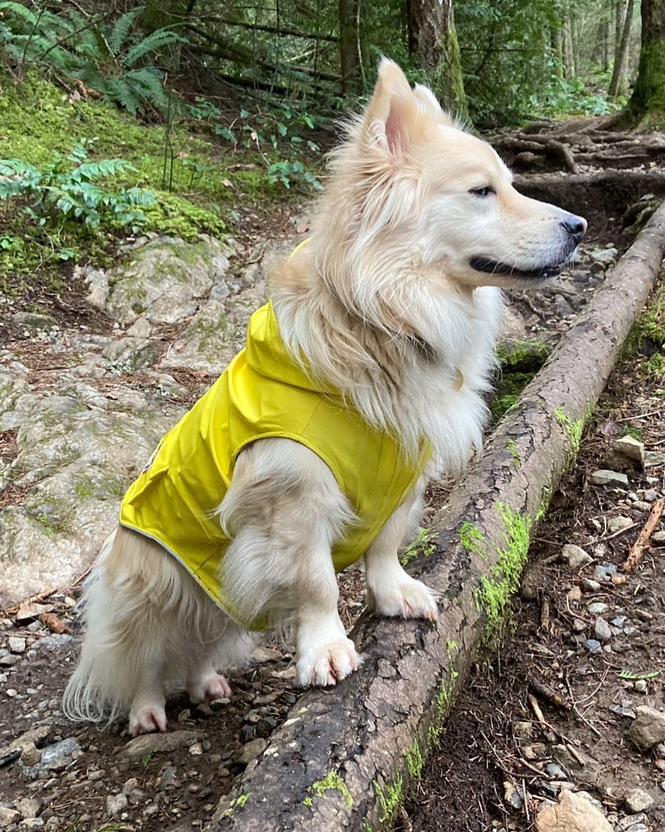 dog-in-rainforest dog in rainforest