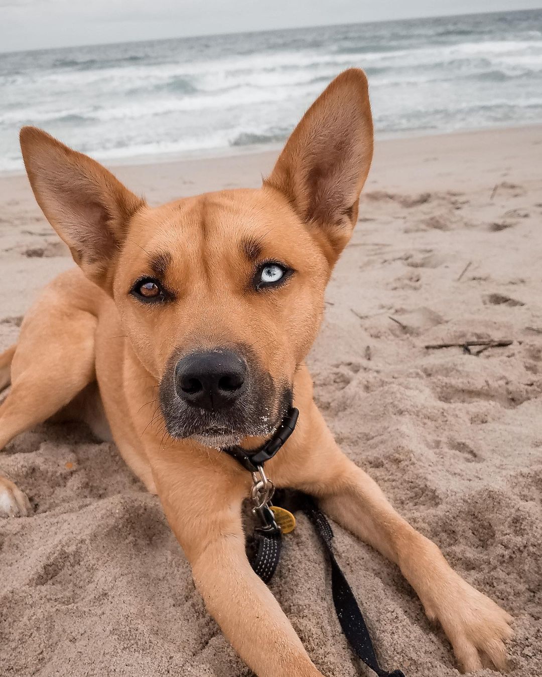 dog-lying-on-sand dog lying on sand