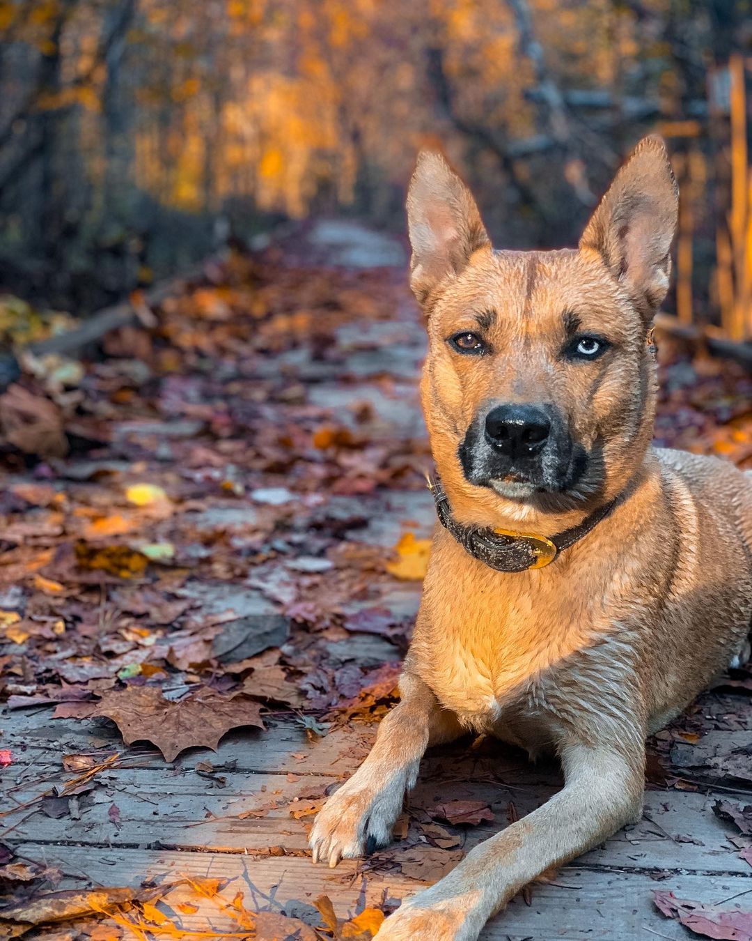 dog-lying dog lying