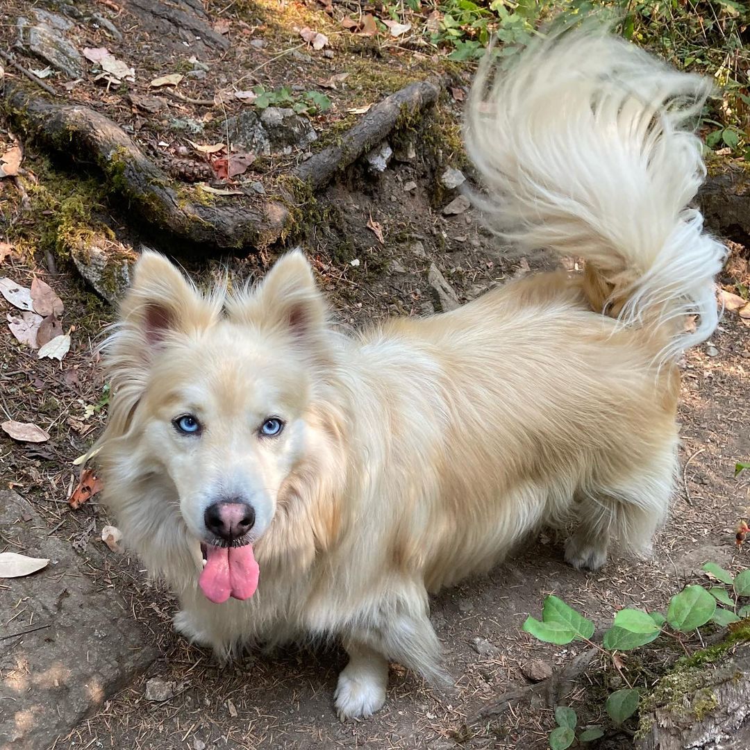 dog-on-the-forest-path Dog on the forest path