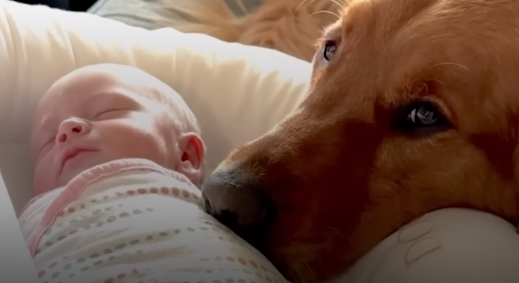 dog-protecting-the-baby dog protecting the baby